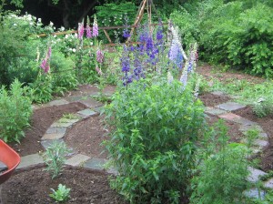 Dooryard garden, June delphinium
